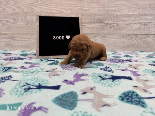 Soos – Golden Retriever puppy for sale in Springfield, MO