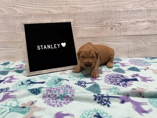 Stanley – Golden Retriever puppy for sale in Springfield, MO