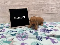 Stanley, a male Golden Retriever for sale in Springfield, MO – 1 of 7