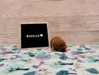 Waddles, a male Golden Retriever for sale in Springfield, MO – 2 of 7
