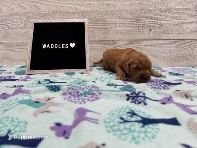 Waddles – Golden Retriever puppy for sale in Springfield, MO