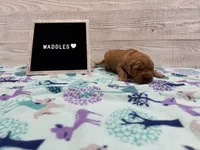 Waddles, a male Golden Retriever for sale in Springfield, MO – 1 of 7