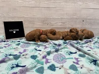 Soos, a male Golden Retriever for sale in Springfield, MO – 7 of 8