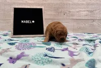 Mabel, a female Golden Retriever for sale in Springfield, MO – 3 of 7