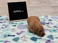 Dipper, a male Golden Retriever for sale in Springfield, MO – 1 of 7