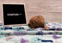 Stanford, a male Golden Retriever for sale in Springfield, MO – 2 of 7