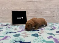 Soos, a male Golden Retriever for sale in Springfield, MO – 2 of 8