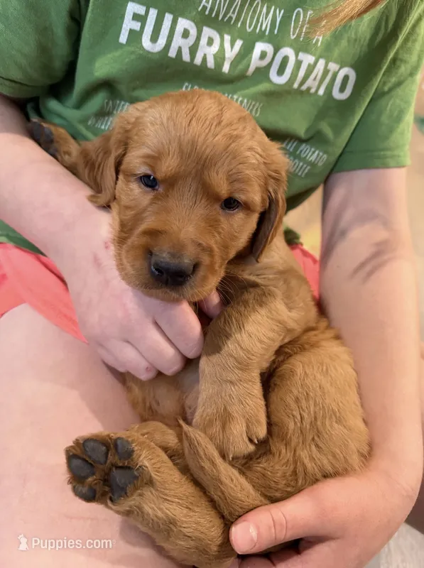 Robbie – Golden Retriever puppy for sale in Springfield, MO