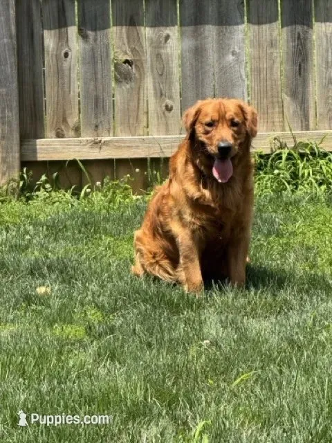 Stanford, a male Golden Retriever for sale in Springfield, MO – 5 of 7