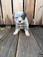 processed/e8684f79-5435-413c-9c7a-85fc9ff7e2ca/listing/92296828-4287-479e-ac78-c8424196e7b5/de5afaa5-41a7-4c27-8ec4-deba8b2a6e45