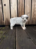 processed/e8684f79-5435-413c-9c7a-85fc9ff7e2ca/listing/ac44252f-37e2-463b-a07b-75eeee768877/4fbcf973-587b-46ec-a158-bc393edb79c1