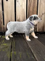 processed/e8684f79-5435-413c-9c7a-85fc9ff7e2ca/listing/dec7ad8a-76d8-43cf-8644-8f9c06049fee/e0e0dbf7-a02a-42e4-9f71-6ae9f1b035ba