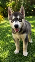 Sky, a male Siberian Husky for sale in Orlando, FL – 1 of 1