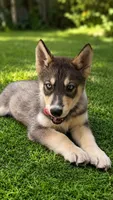 Mila, a female Siberian Husky for sale in Orlando, FL – 1 of 1