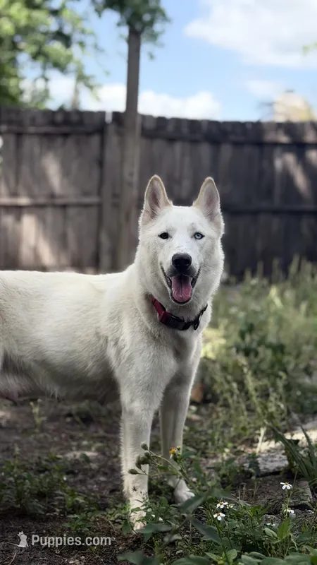 Snow  – Siberian Husky puppy for sale in Orlando, FL