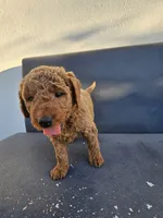 Teddy, a male Goldendoodle for sale in Rancho Cordova, CA – 3 of 9