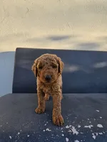 Teddy, a male Goldendoodle for sale in Rancho Cordova, CA – 6 of 9