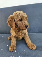 Milo, a male Goldendoodle for sale in Rancho Cordova, CA – 3 of 3