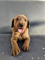 Milie, a female Goldendoodle for sale in Rancho Cordova, CA – 4 of 7
