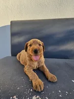 Lala, a female Goldendoodle for sale in Rancho Cordova, CA – 5 of 8