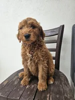 Timmy, a male Goldendoodle for sale in Rancho Cordova, CA – Photo 2 of 6