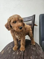 Timmy, a male Goldendoodle for sale in Rancho Cordova, CA – Photo 6 of 6