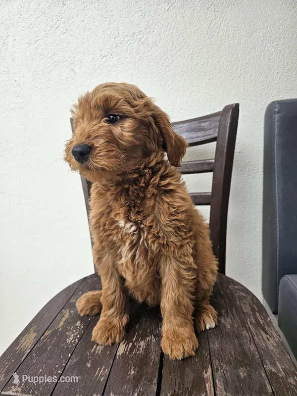 Timmy – Goldendoodle puppy for sale in Rancho Cordova, CA