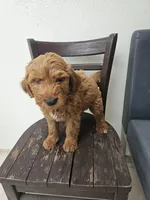 Timmy, a male Goldendoodle for sale in Rancho Cordova, CA – Photo 5 of 6