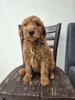 Timmy, a male Goldendoodle for sale in Rancho Cordova, CA – Photo 3 of 6