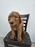 Teddy, a male Goldendoodle for sale in Rancho Cordova, CA – Photo 5 of 10
