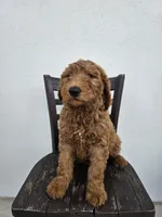 Teddy, a male Goldendoodle for sale in Rancho Cordova, CA – Photo 4 of 10
