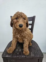 Teddy, a male Goldendoodle for sale in Rancho Cordova, CA – Photo 2 of 10