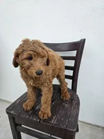 Teddy, a male Goldendoodle for sale in Rancho Cordova, CA – Photo 7 of 10