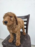 Teddy, a male Goldendoodle for sale in Rancho Cordova, CA – Photo 10 of 10