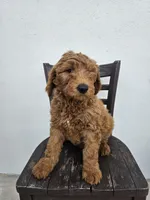 Teddy, a male Goldendoodle for sale in Rancho Cordova, CA – Photo 3 of 10