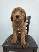 Teddy, a male Goldendoodle for sale in Rancho Cordova, CA – Photo 8 of 10