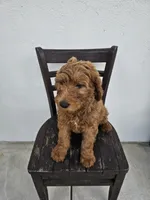 Teddy, a male Goldendoodle for sale in Rancho Cordova, CA – Photo 9 of 10