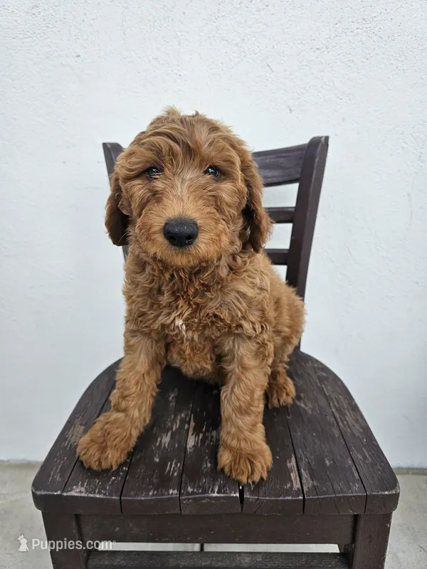 Teddy – Goldendoodle puppy for sale in Rancho Cordova, CA