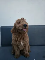 Milo, a male Goldendoodle for sale in Rancho Cordova, CA – 6 of 10