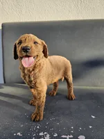 Milie, a female Goldendoodle for sale in Rancho Cordova, CA – 6 of 7