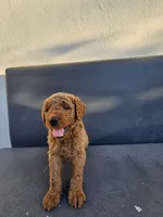 Teddy, a male Goldendoodle for sale in Rancho Cordova, CA – 8 of 9