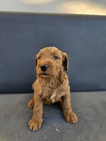Milo, a male Goldendoodle for sale in Rancho Cordova, CA – 4 of 9