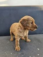 Buddy, a male Goldendoodle for sale in Rancho Cordova, CA – 7 of 9