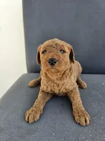 Mila 2, a female Goldendoodle for sale in Rancho Cordova, CA – Photo 3 of 6