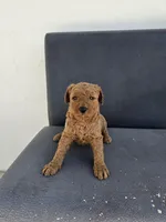 Mila 2, a female Goldendoodle for sale in Rancho Cordova, CA – Photo 6 of 6