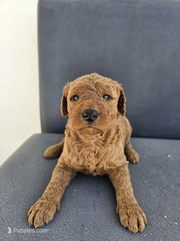 Mila 2 – Goldendoodle puppy for sale in Rancho Cordova, CA