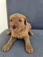 Mila 2, a female Goldendoodle for sale in Rancho Cordova, CA – Photo 4 of 6