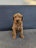 Milo, a male Goldendoodle for sale in Rancho Cordova, CA – 6 of 9