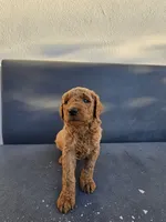 Teddy, a male Goldendoodle for sale in Rancho Cordova, CA – 7 of 9