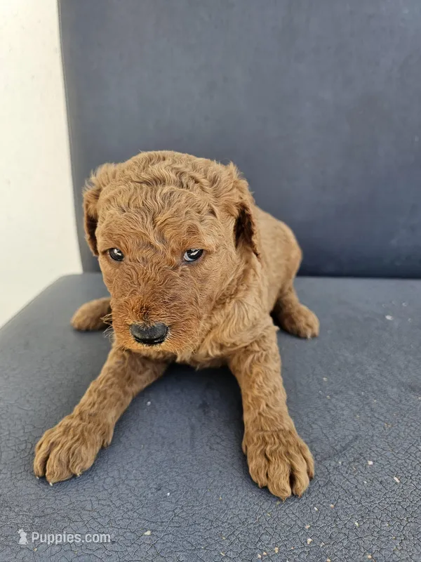 Mila  – Goldendoodle puppy for sale in Rancho Cordova, CA